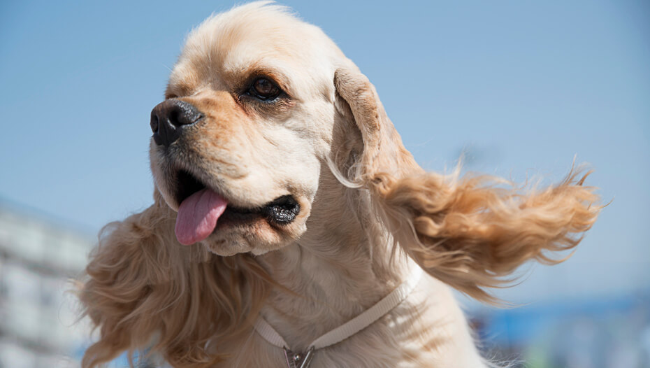 Cocker spaniel 2024 small breed